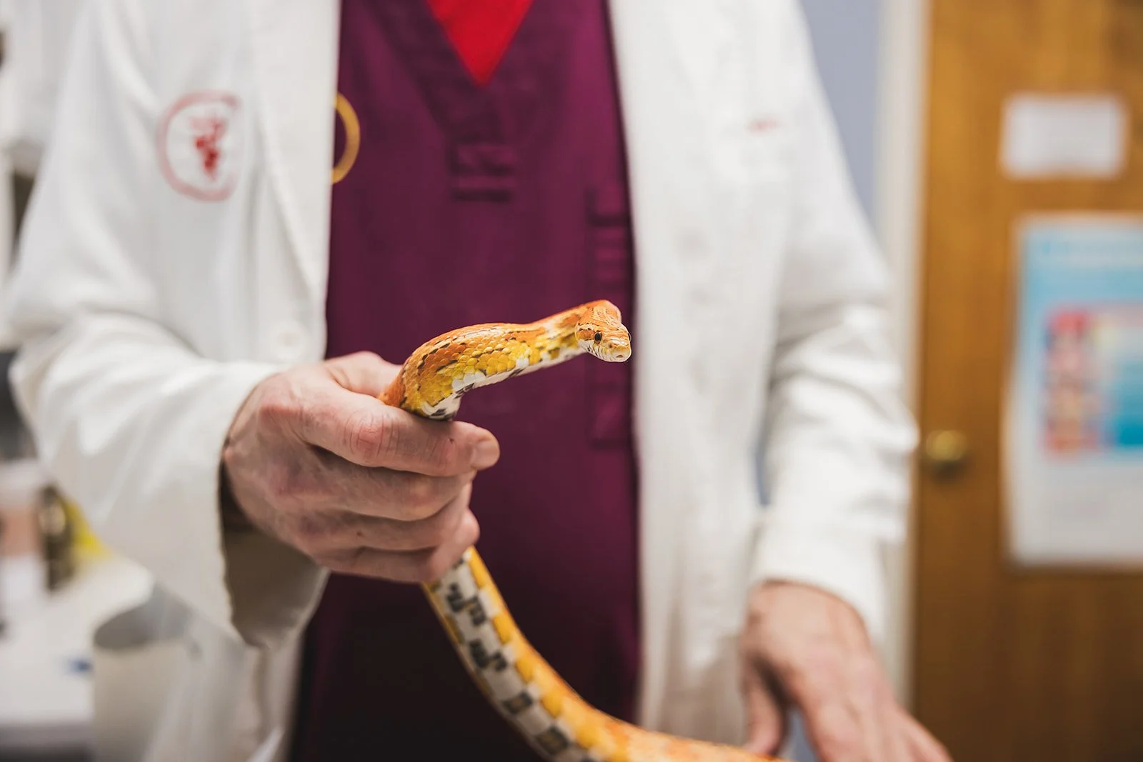 Person in a white coat holding a yellow and orange ball python snake in a veterinary or animal care setting.
