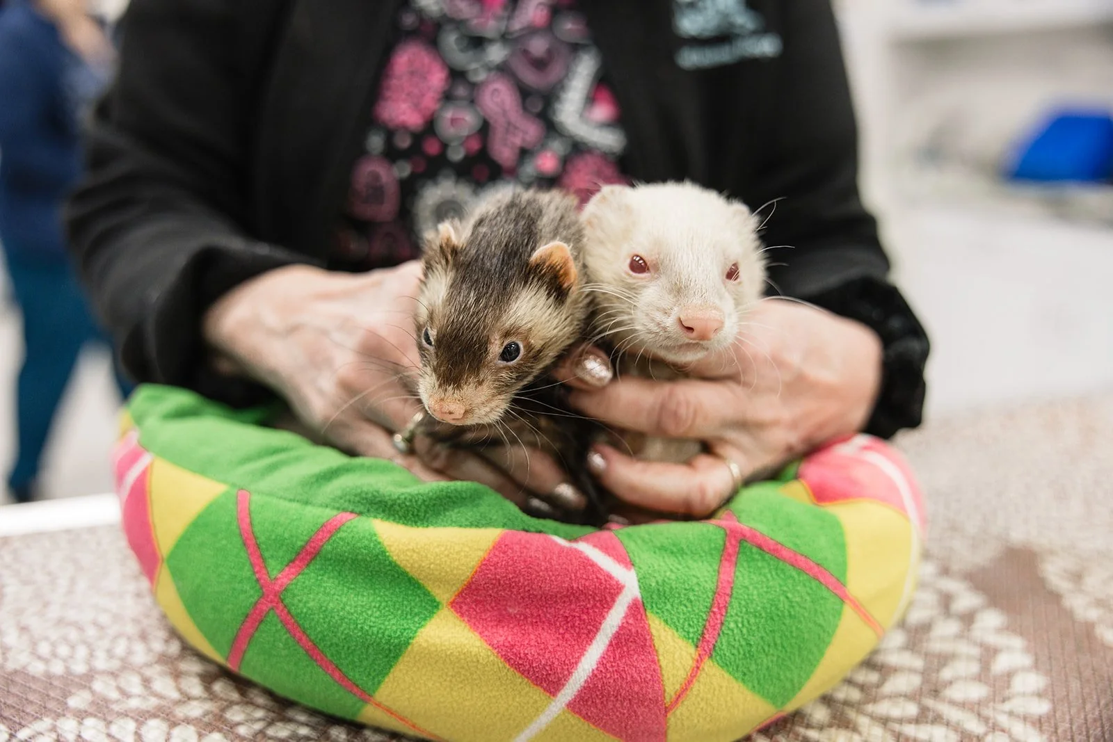 A person holding two ferrets, one dark brown and the other light tan, in a colorful cushioned bed.