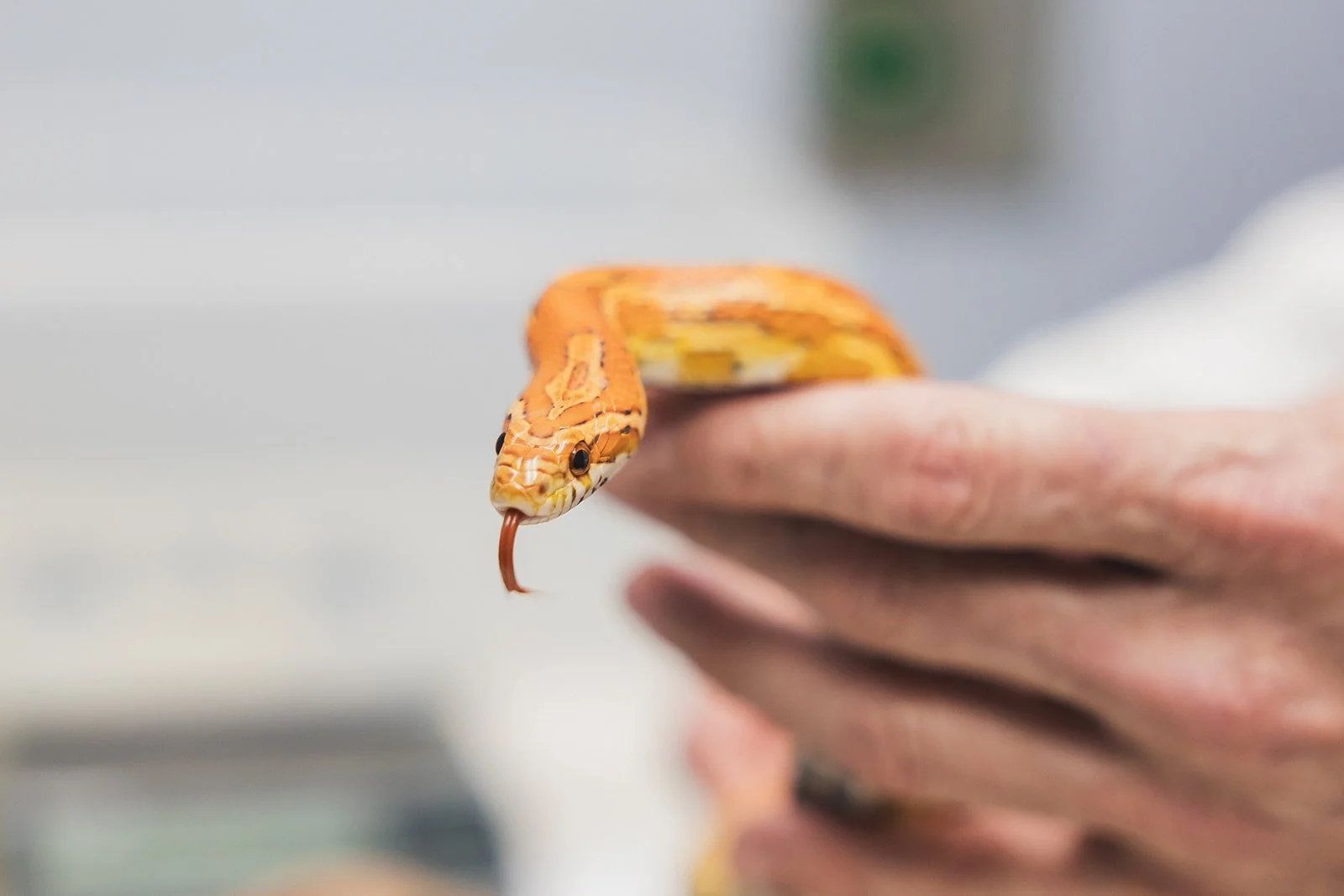 Close-up of a small orange and yellow snake with a forked tongue, held by a person's hand with a blurred background.