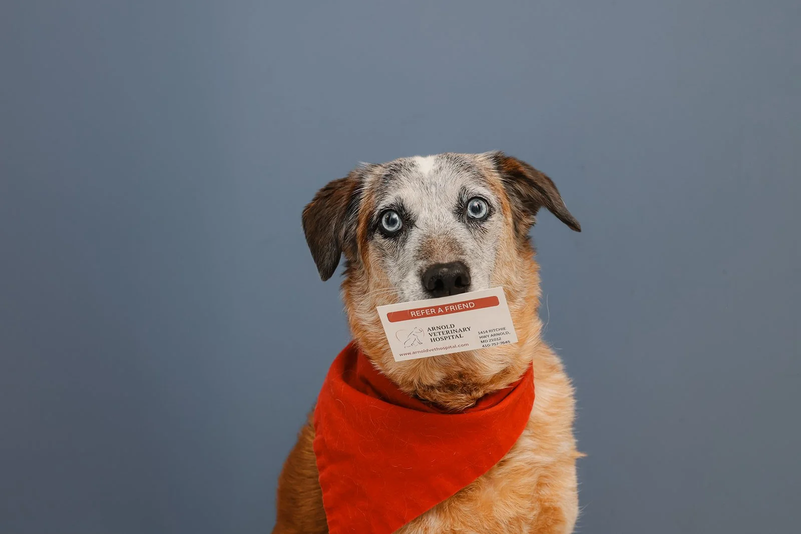 A dog with blue eyes wearing a red bandana and holding a business card in its mouth. The card is from Arnold Veterinary Hospital and includes contact information.