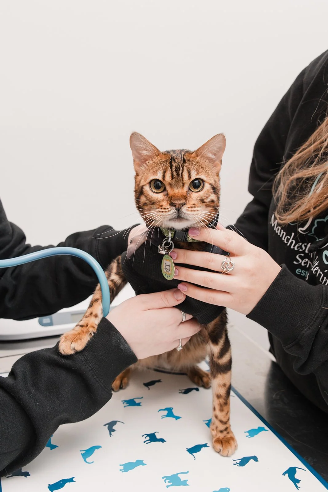 A tabby cat being examined at a veterinary clinic, held by a person wearing a black jacket.