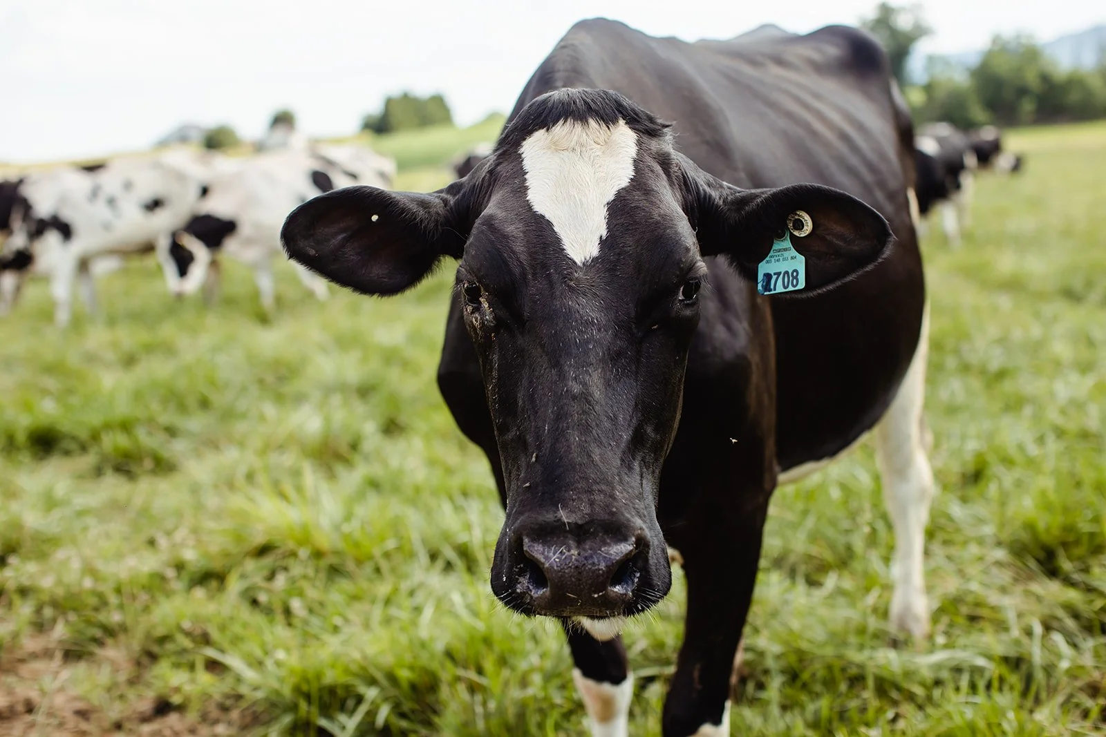 Close-up of a black and white dairy cow standing in a grassy field, with other cows in the background.
