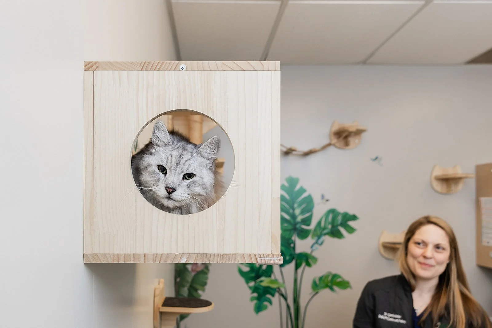 A gray and white cat with green eyes peeking through a circular cutout in a wooden box mounted on the wall.