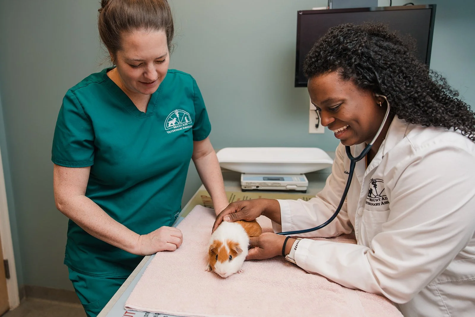 Veterinarians examining a guinea pig on an examination table in a veterinary clinic