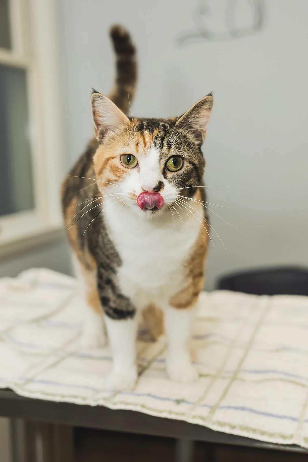 A calico cat with green eyes licking its nose, standing on a white towel on a table, with a blurred background.