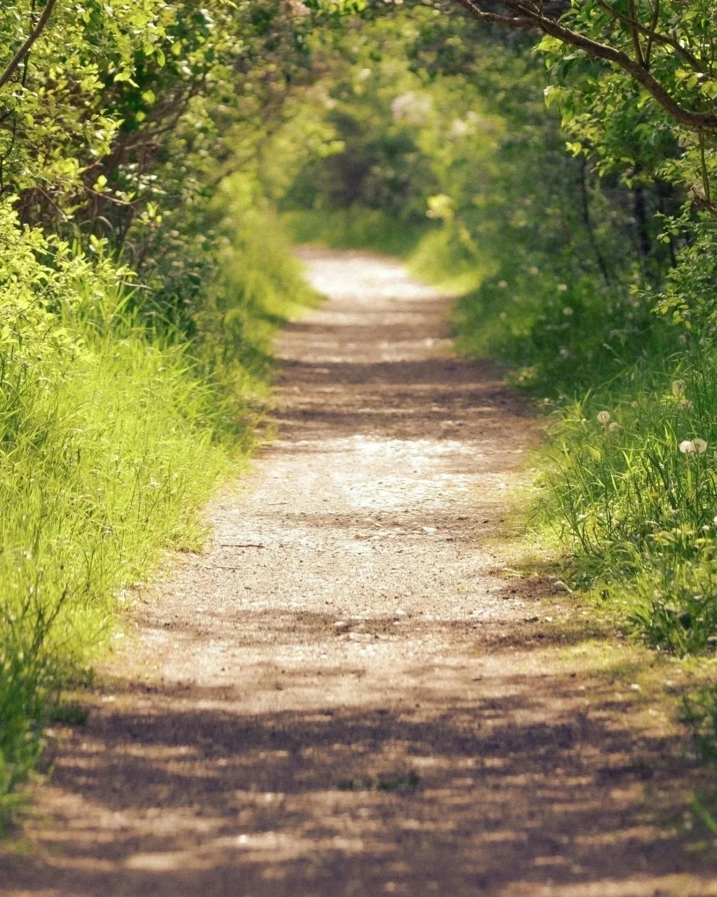 A dirt path surrounded by green grass and bushes, with trees overhead forming a natural archway.