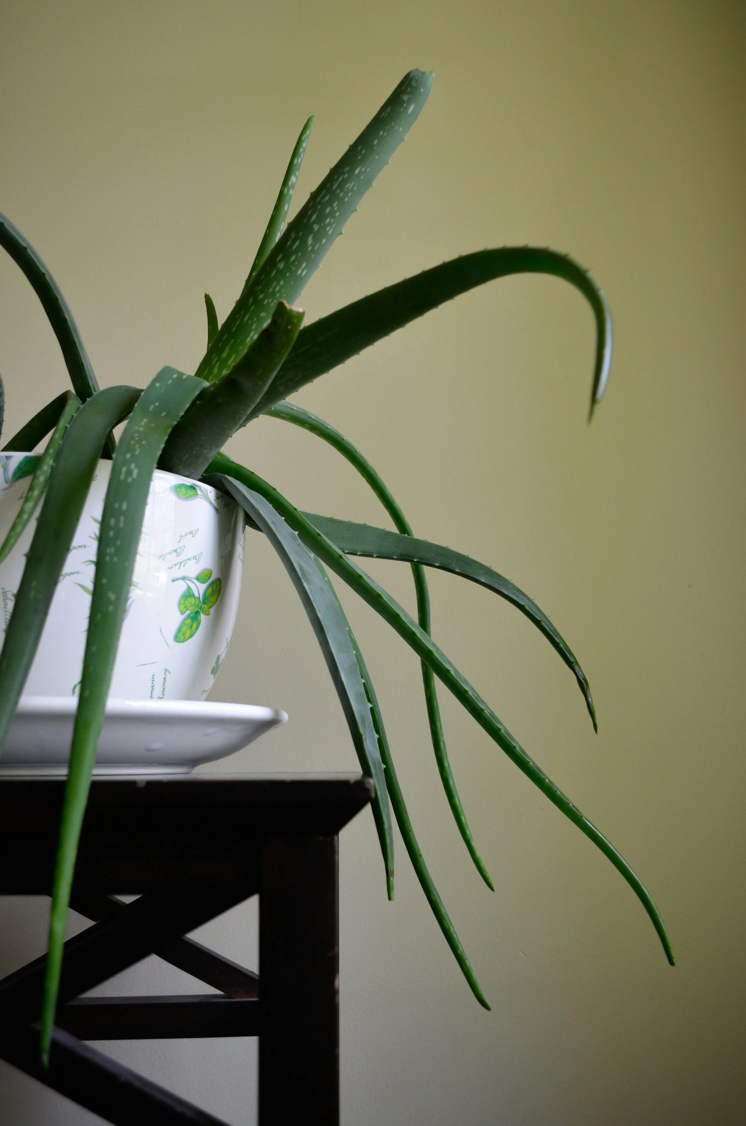 A potted aloe vera plant with long, green, spiky leaves on a dark wooden table against a yellow wall.
