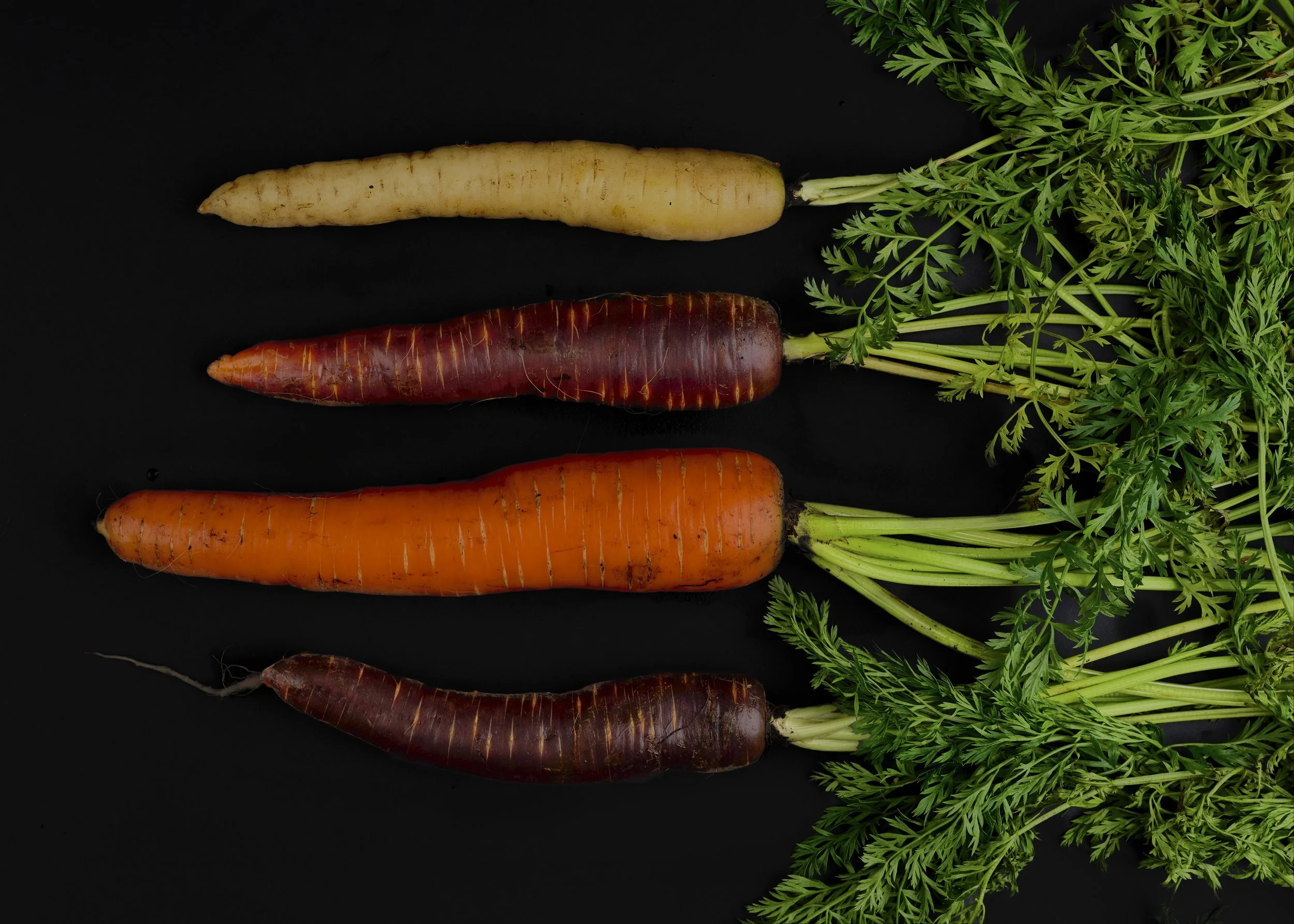 Carrots0700.jpg