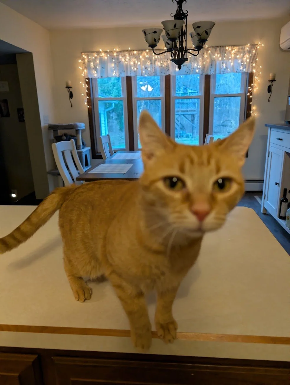 Toes Kitchen counter.jpg