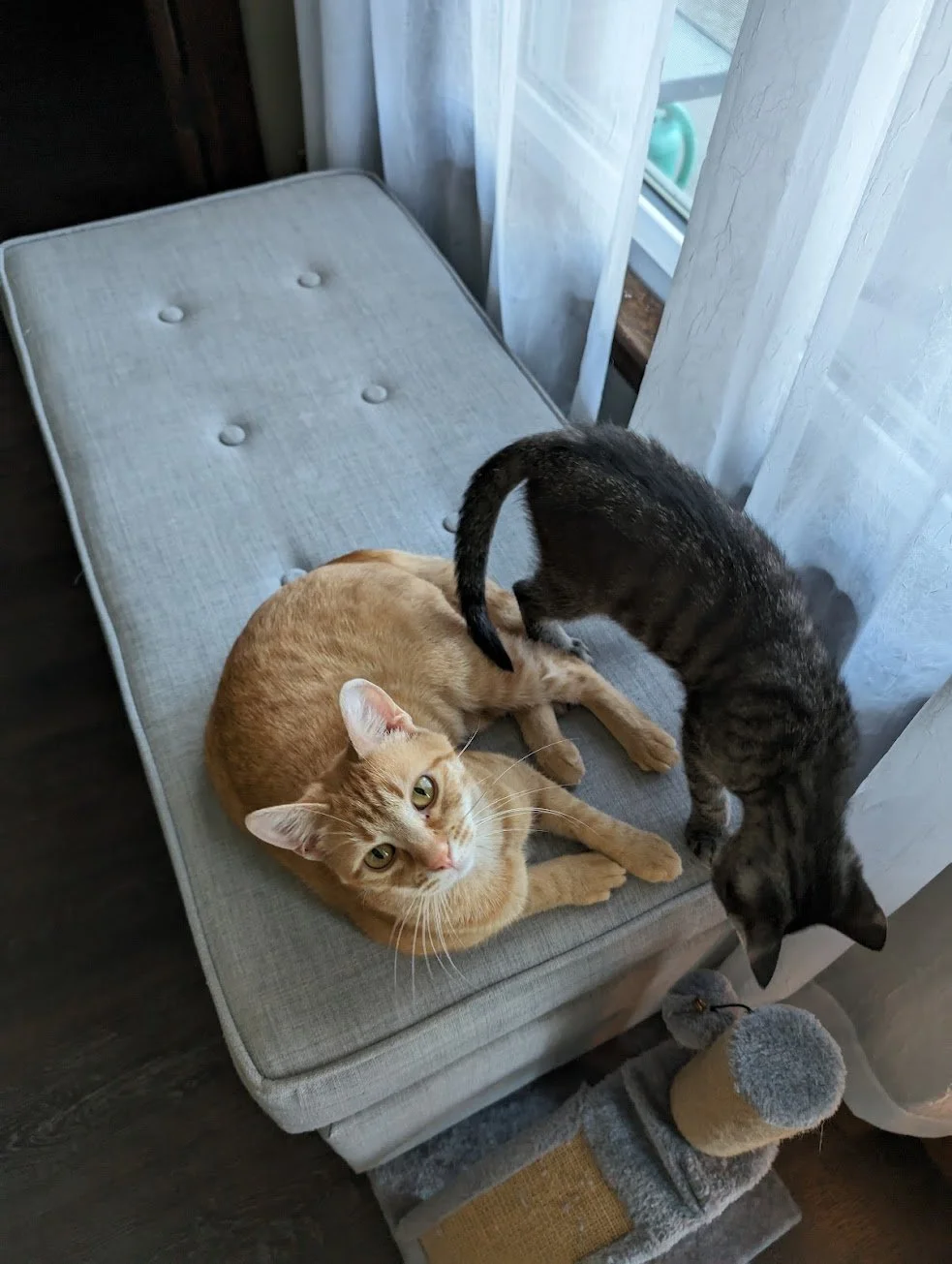 Toes and Pancake front bench.jpg