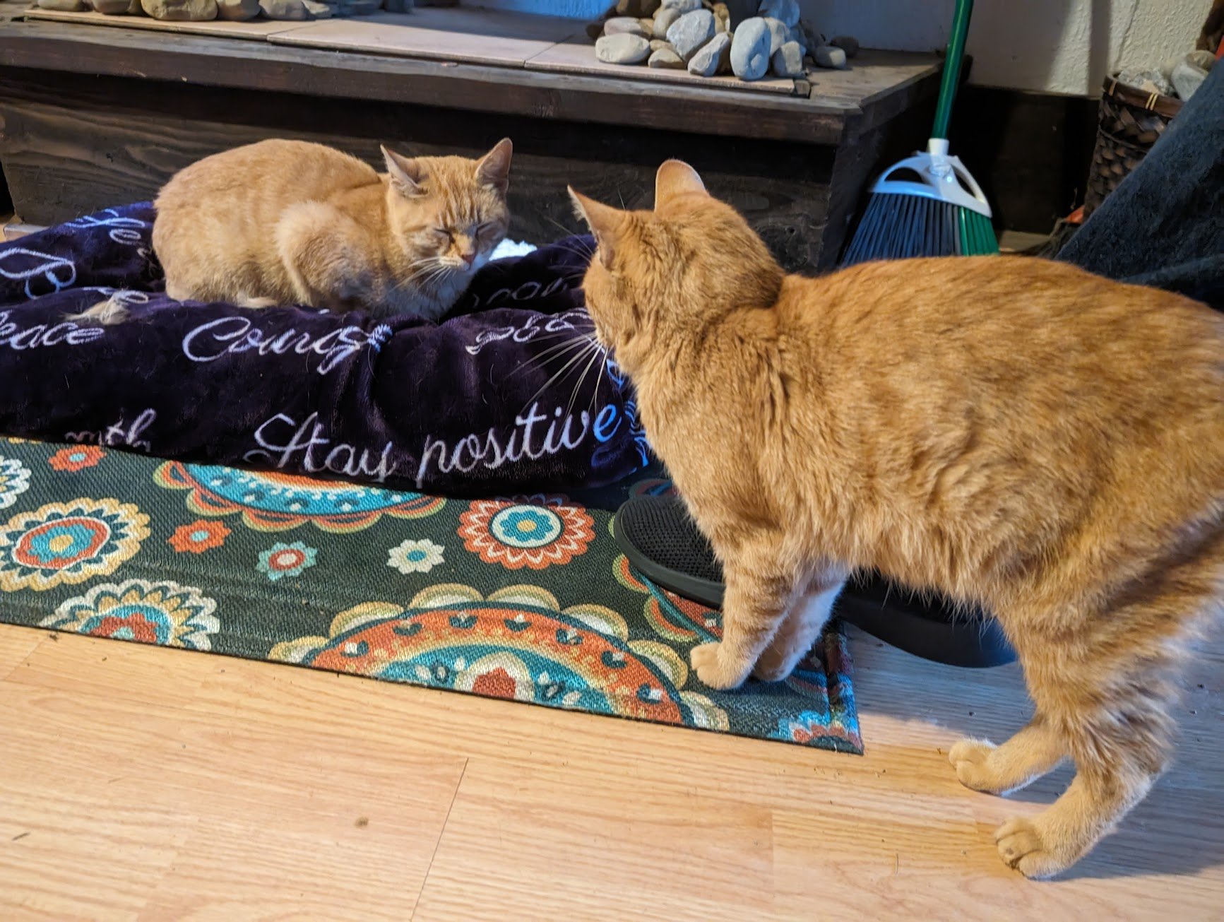 Toes and Pumpkin living the grage life.jpg