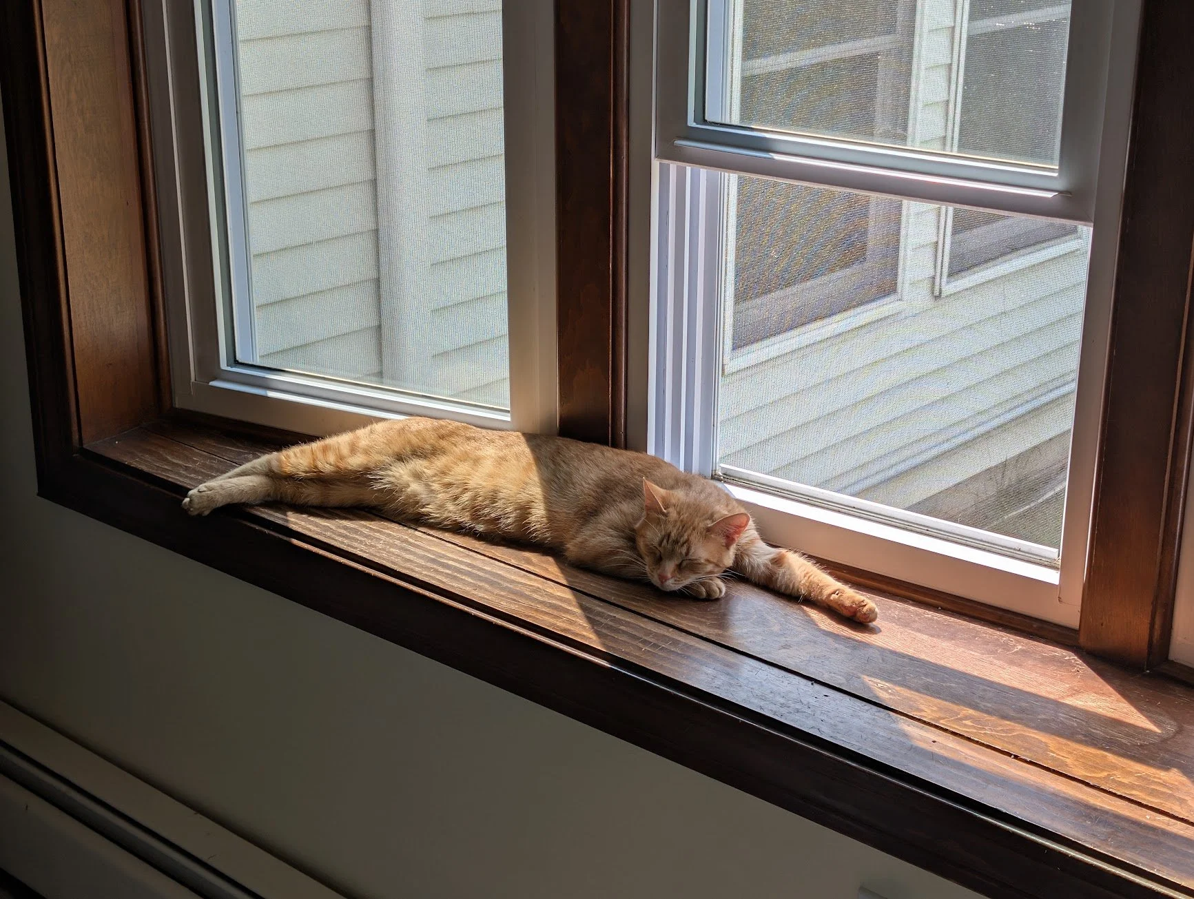 Toes laying on window kitchen 2.jpg