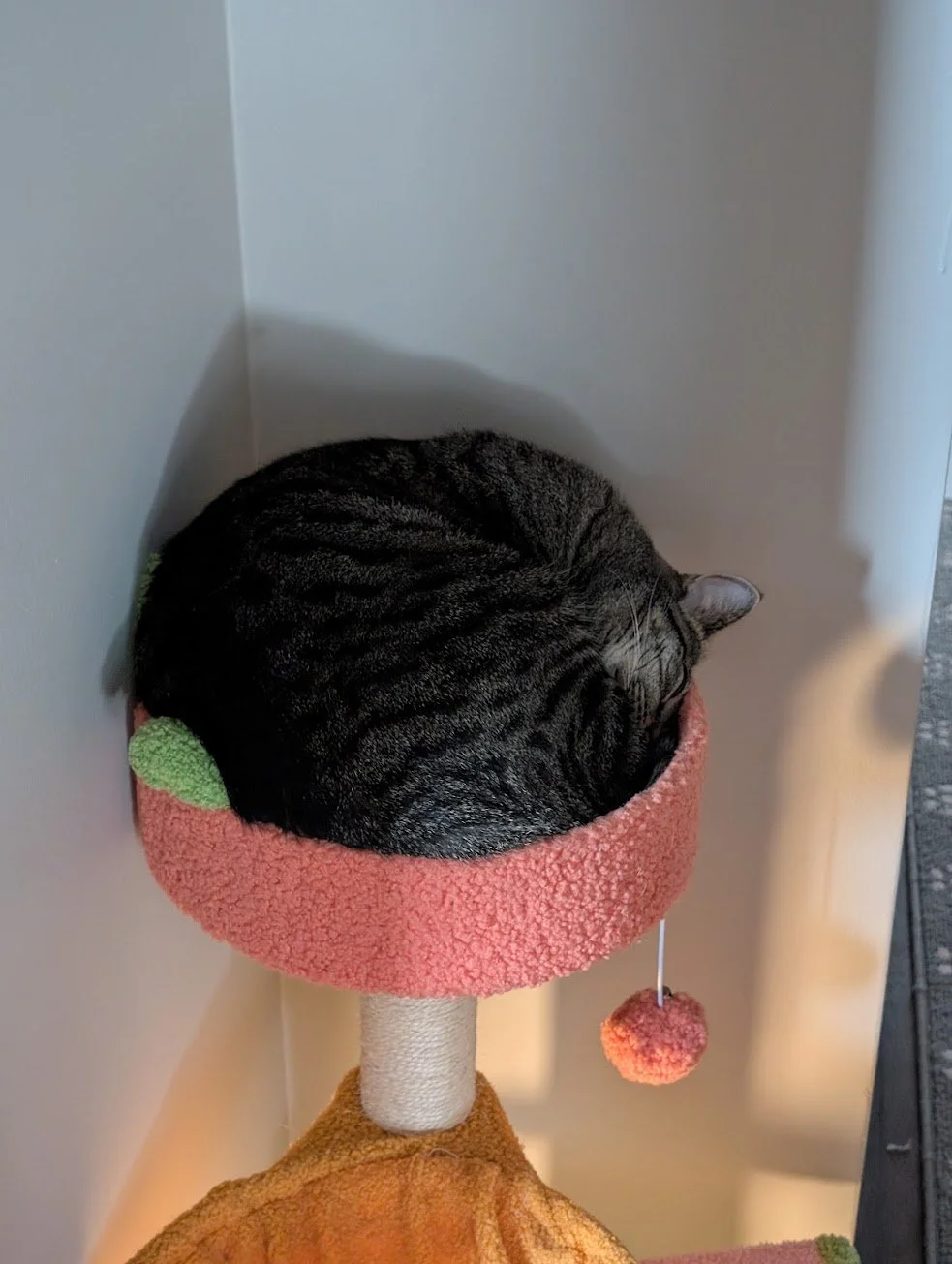 Pancake cat tree curled in ball.jpg
