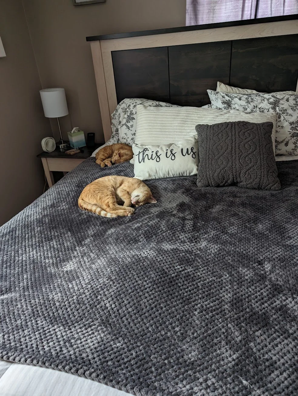 Pumpkin and Toes sleeping on the bed 2.jpg
