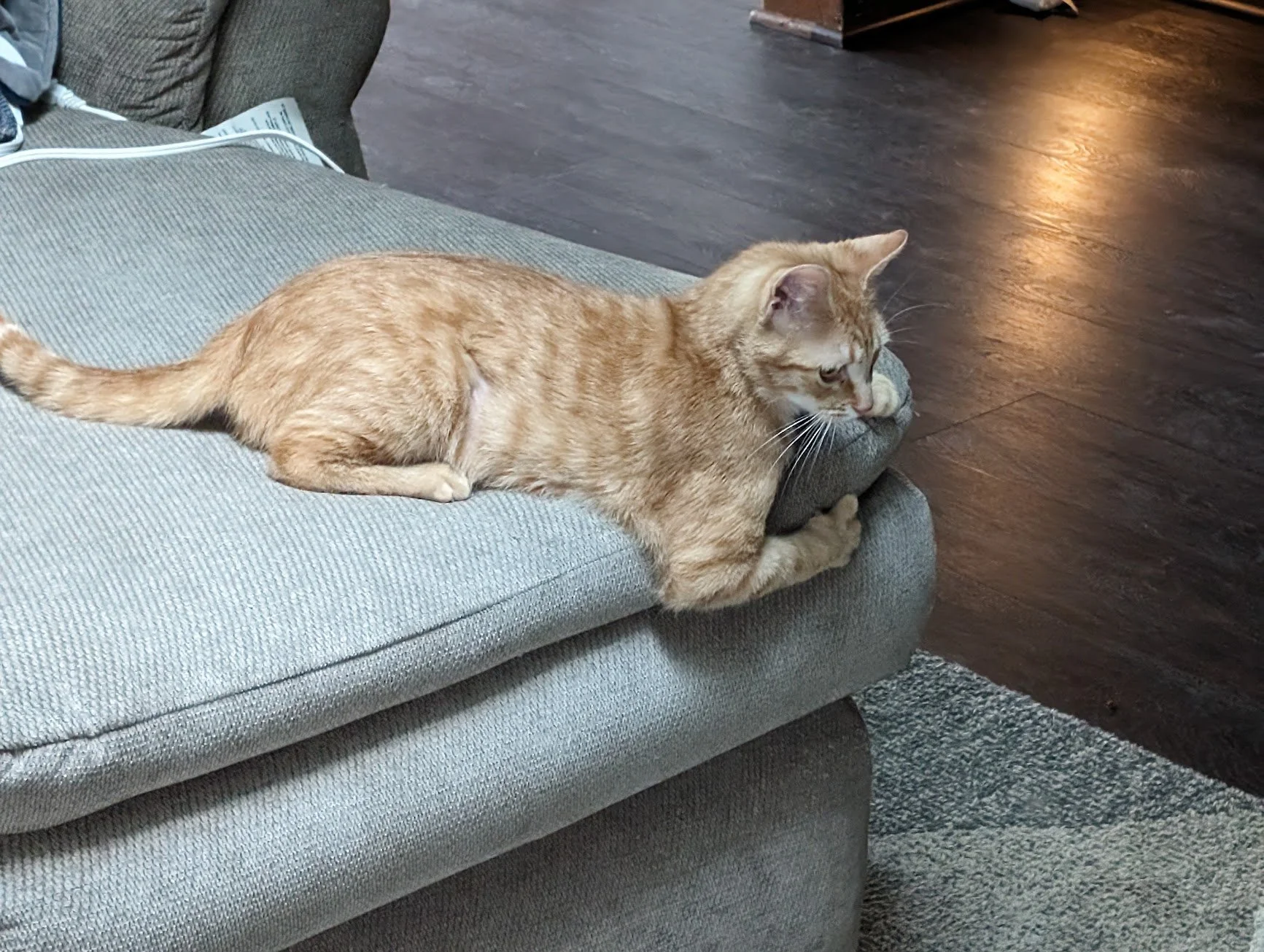 Toes alert on the couch.jpg