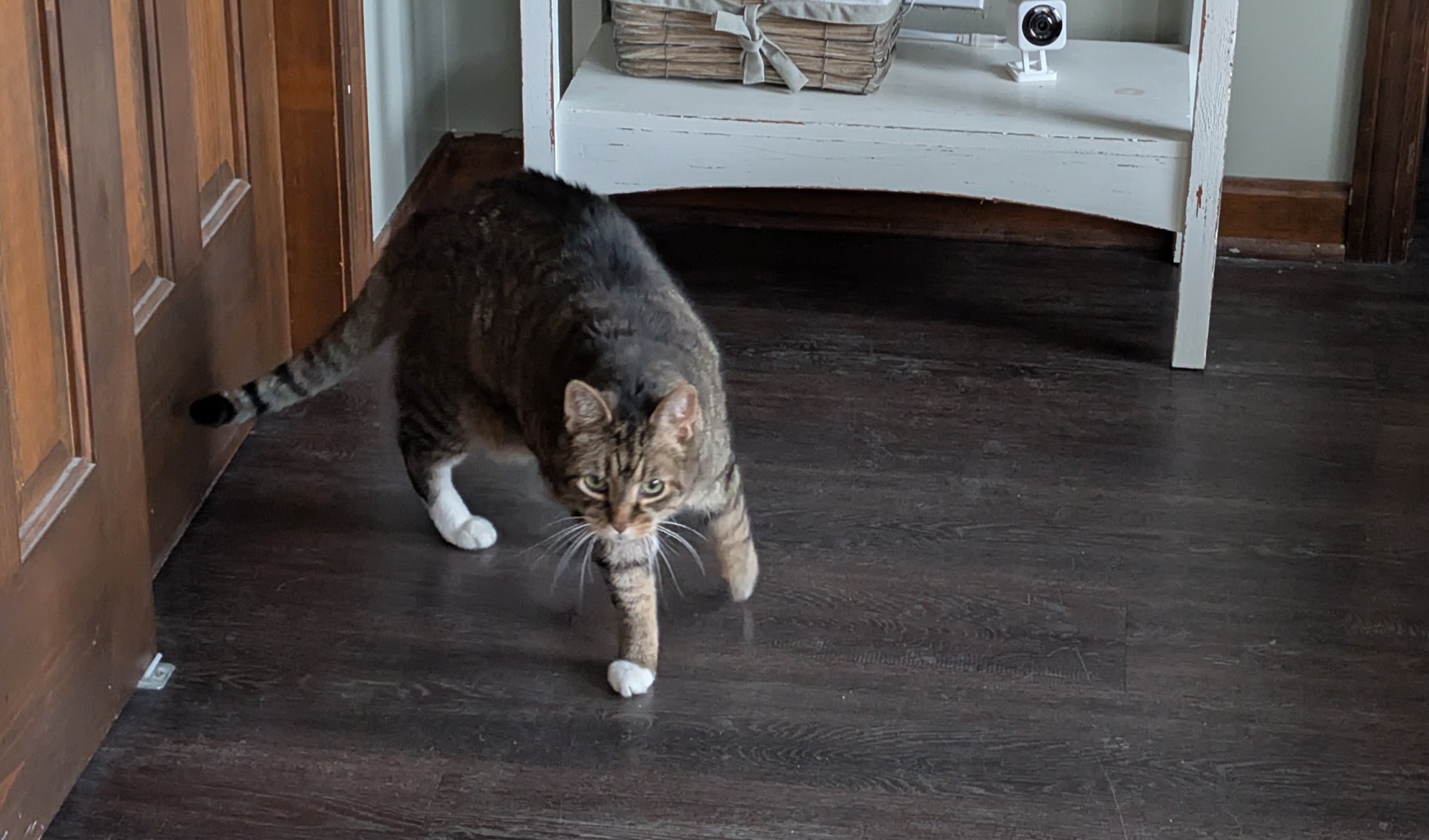 Pepsee on the prowl.jpg