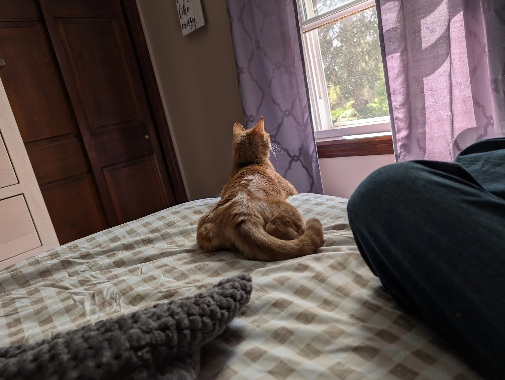 Toes on bed looking out window.jpg