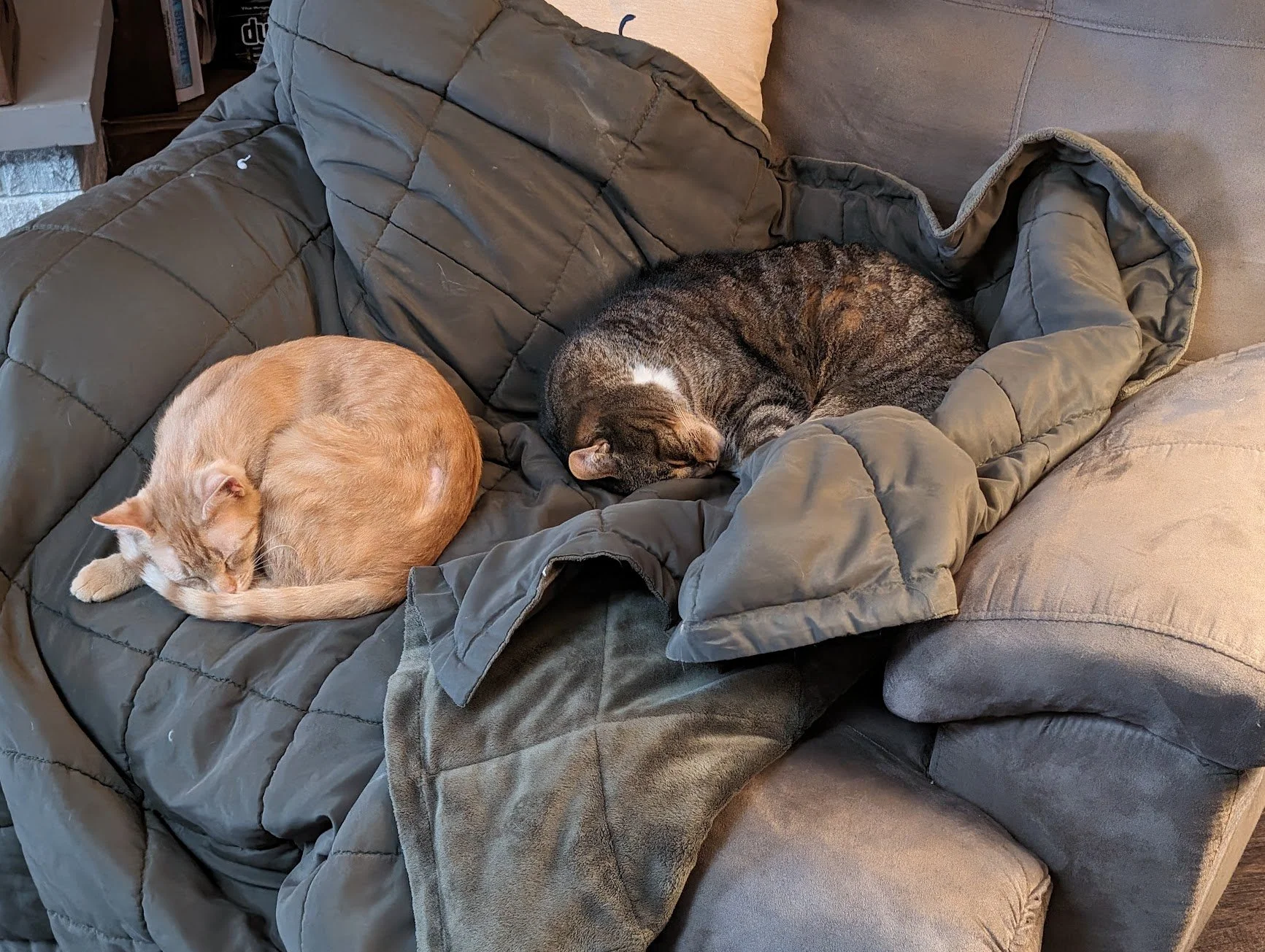 Pepsee and Toes in the chair sleeping.jpg