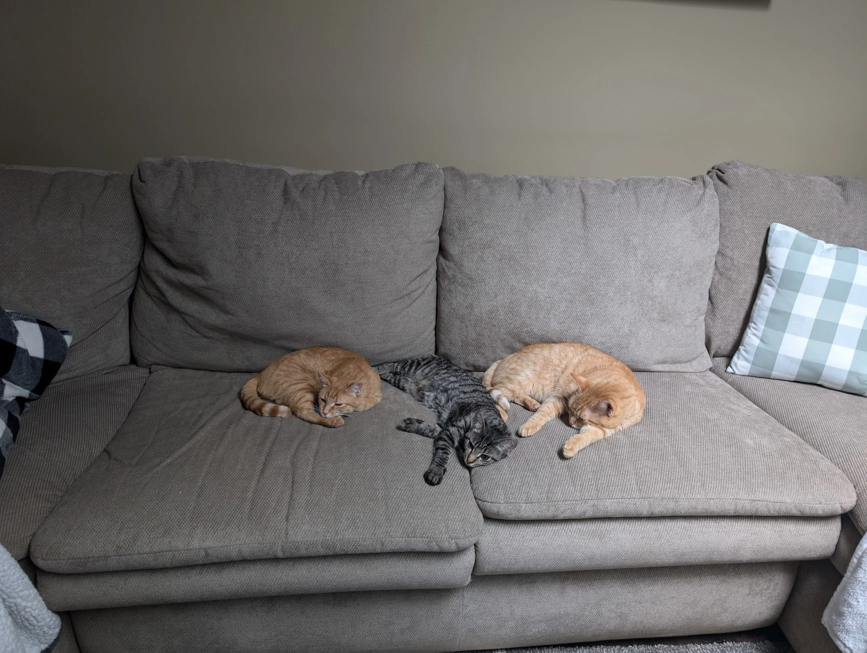 Pancake Pumpkin and Toes on the couch.jpg