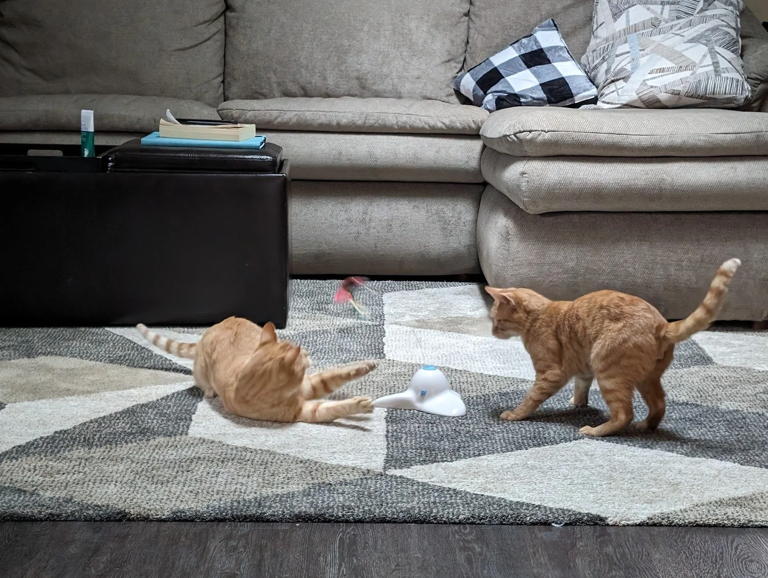 Pumpkin and Toes playing with butterfly toy.jpg
