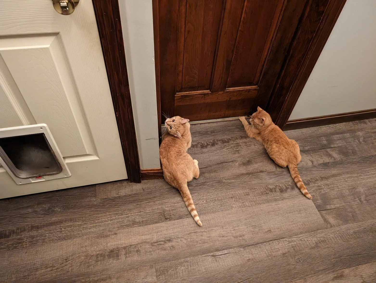 Pumpkin and Toes waiting at the door.jpg