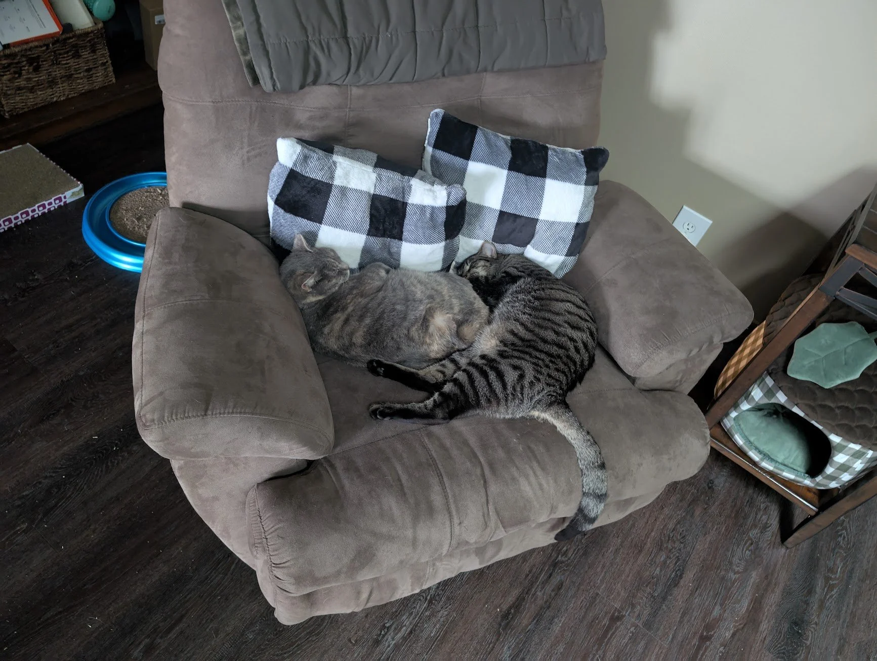 Pancake and Sasha chair.jpg