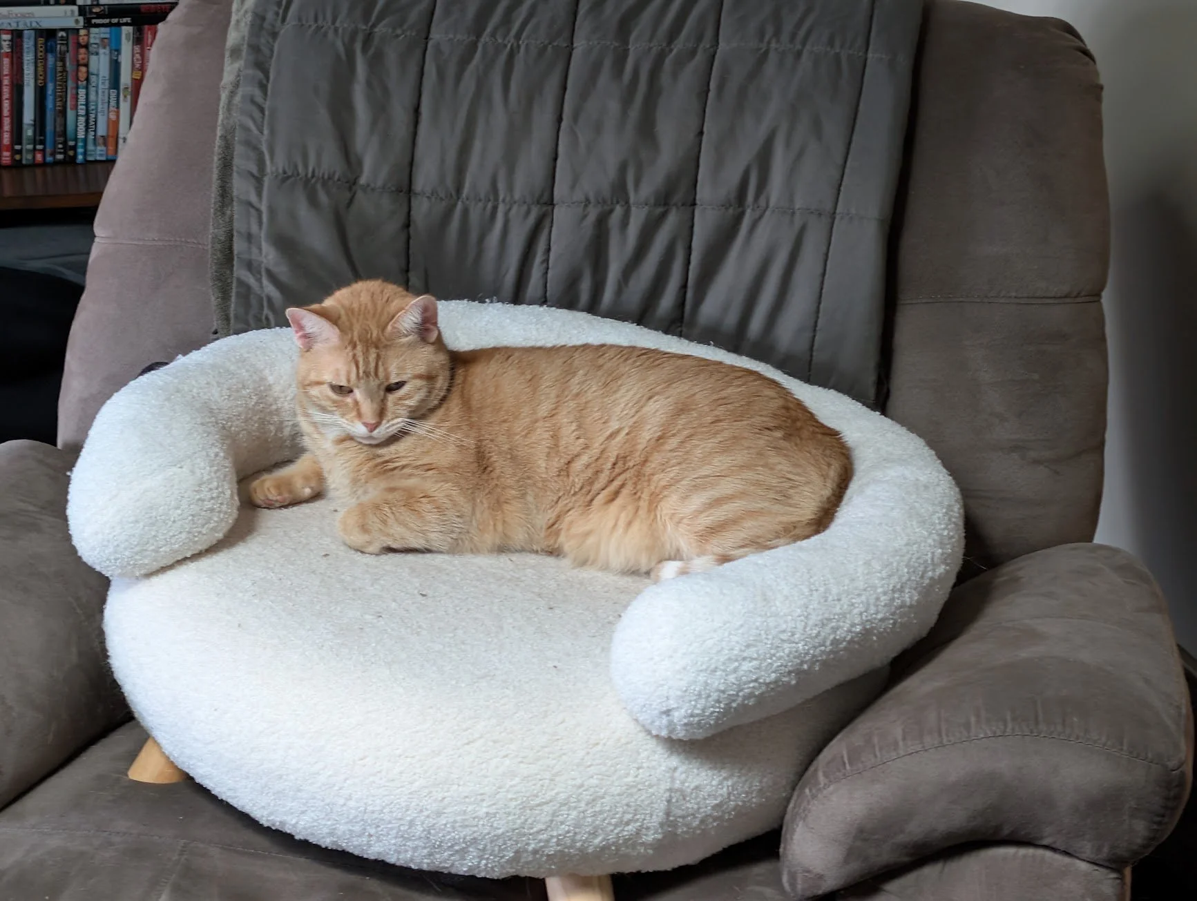 Pumpkin on chair on cat seat.jpg