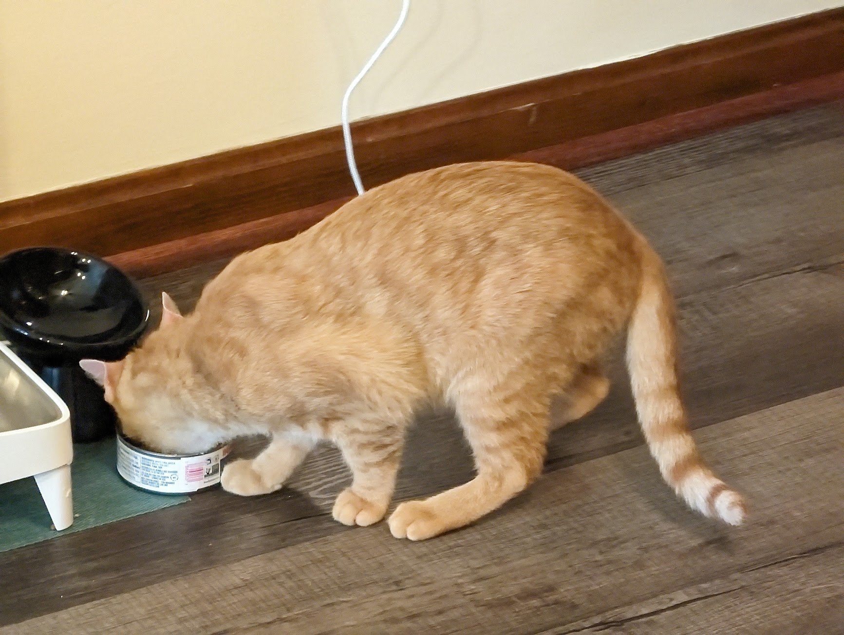 Toes tuna can.jpg