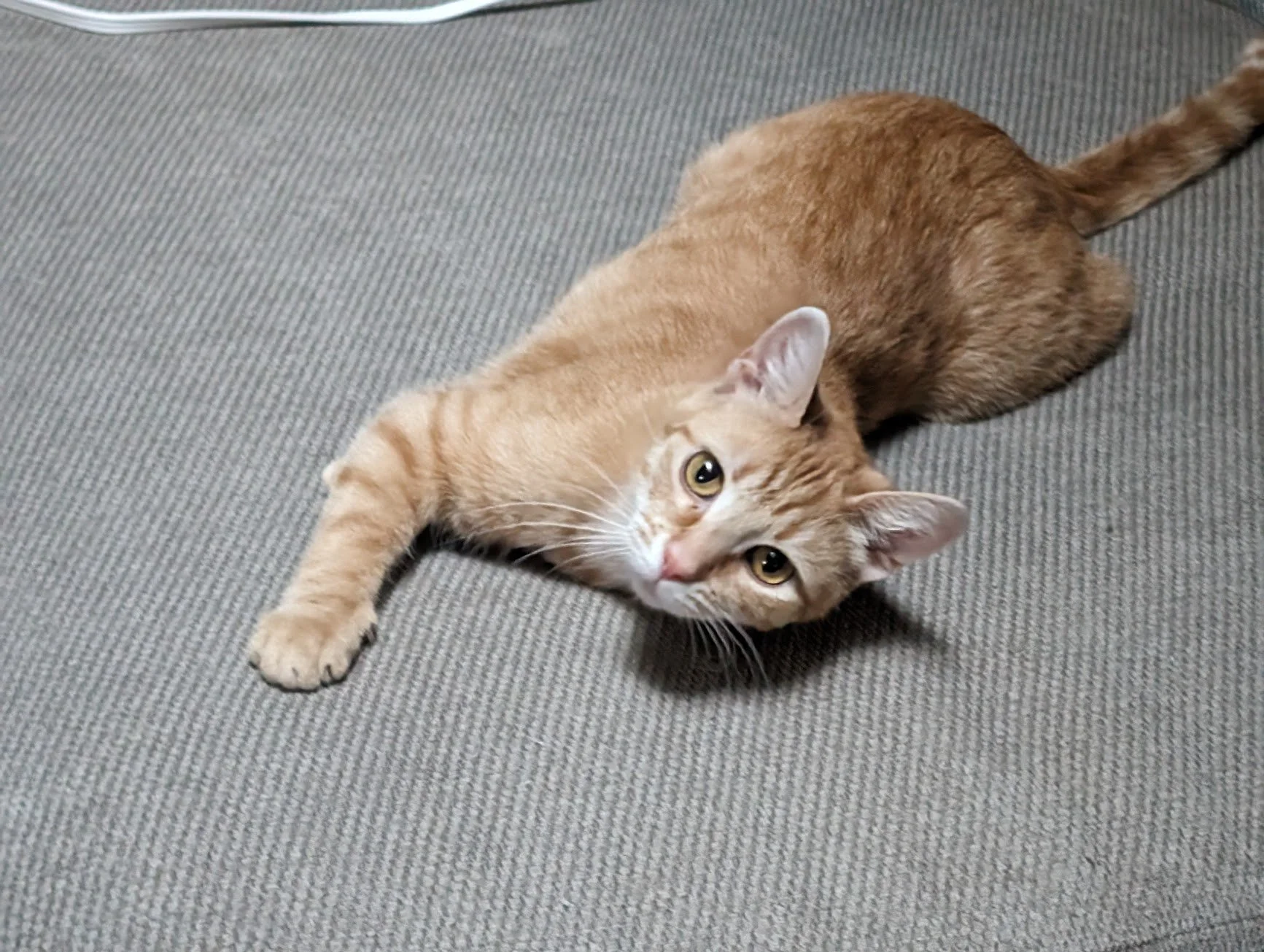 Toes -who me- on the couch.jpg