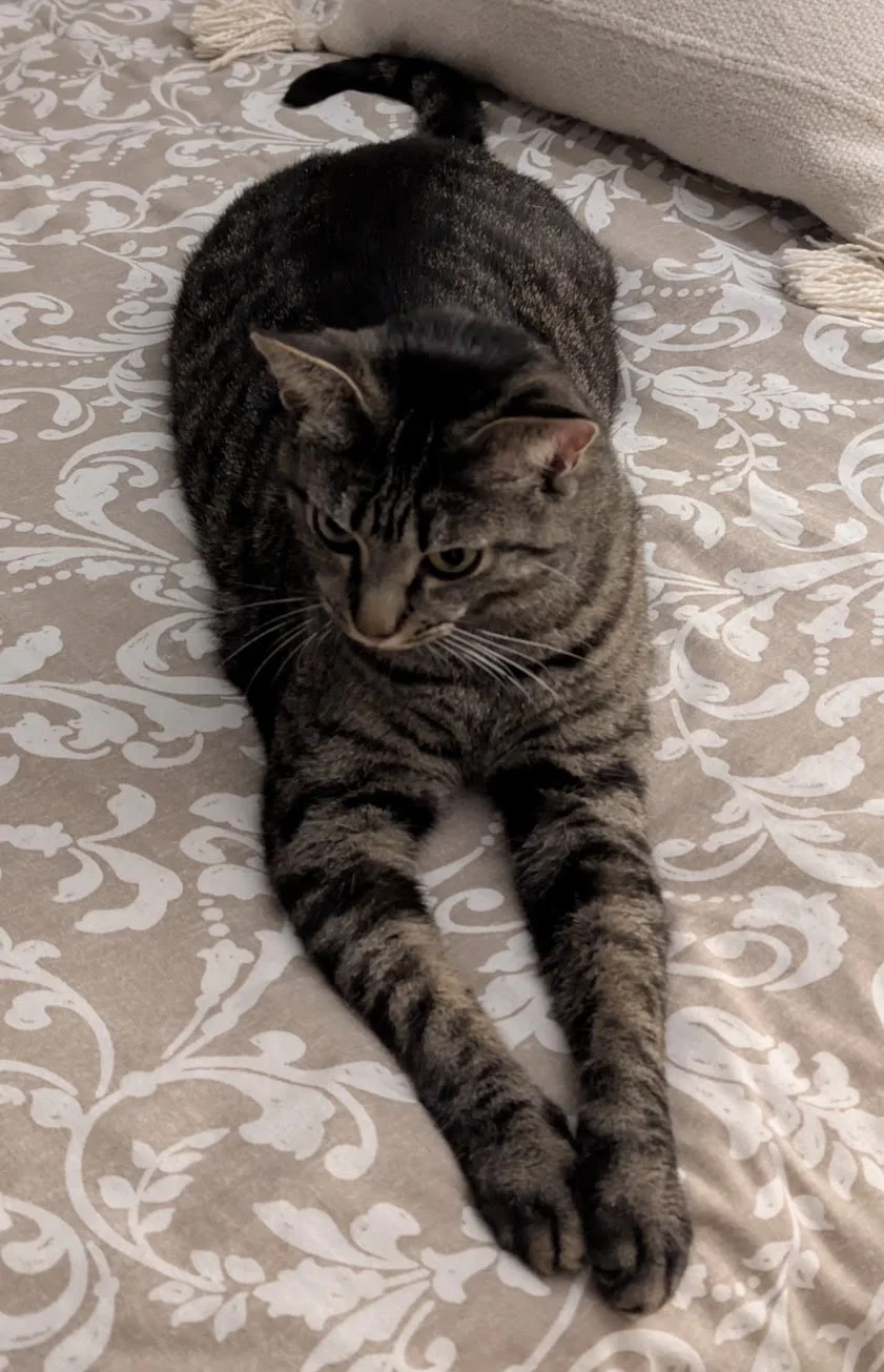 Pancake on bed.jpg