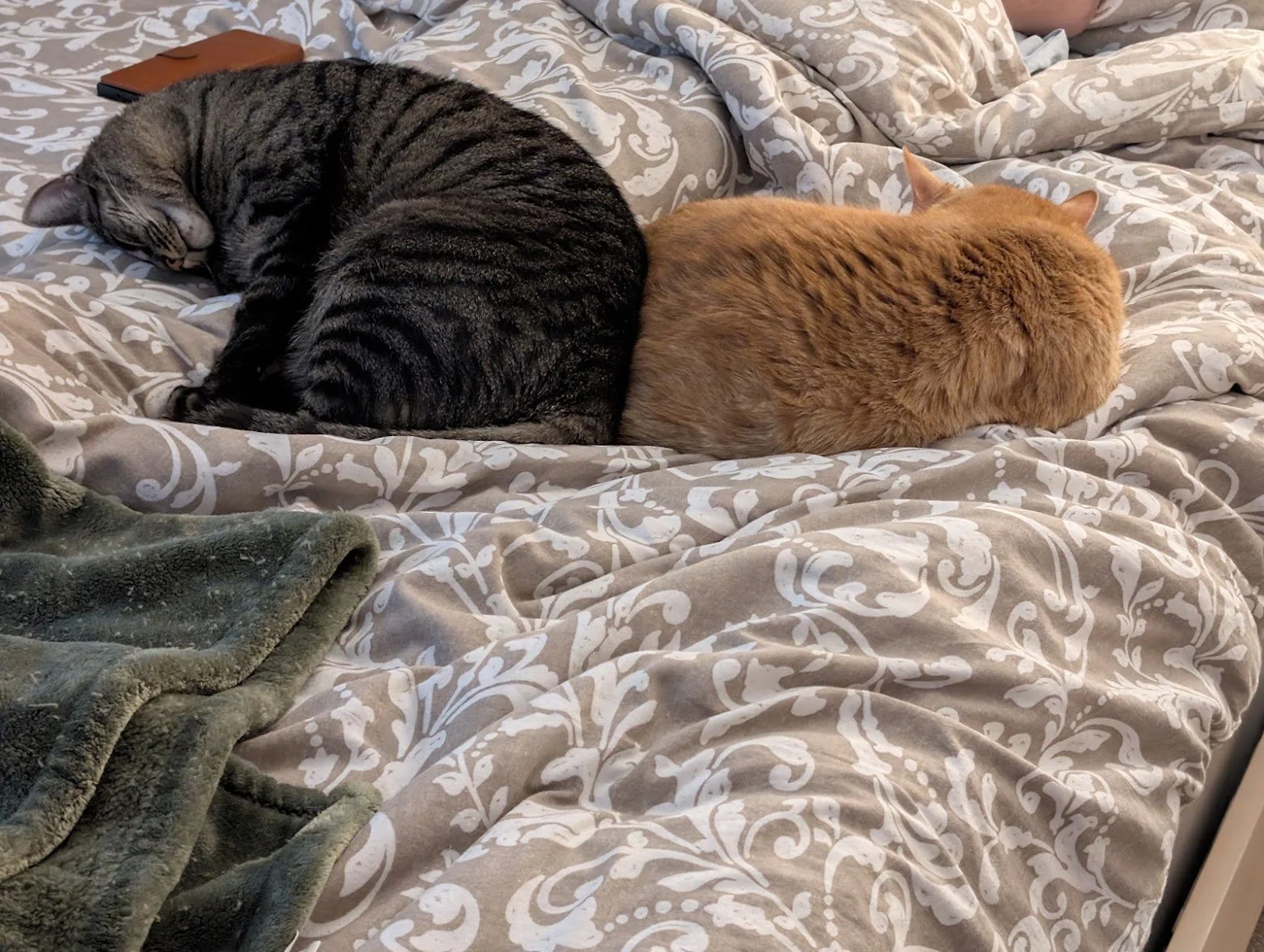 Pancake and Pumpkin sleeping on bed.jpg