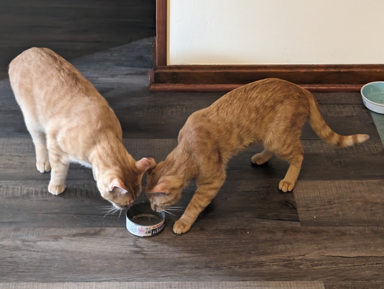 Pumpkin and Toes - Tuna can.jpg