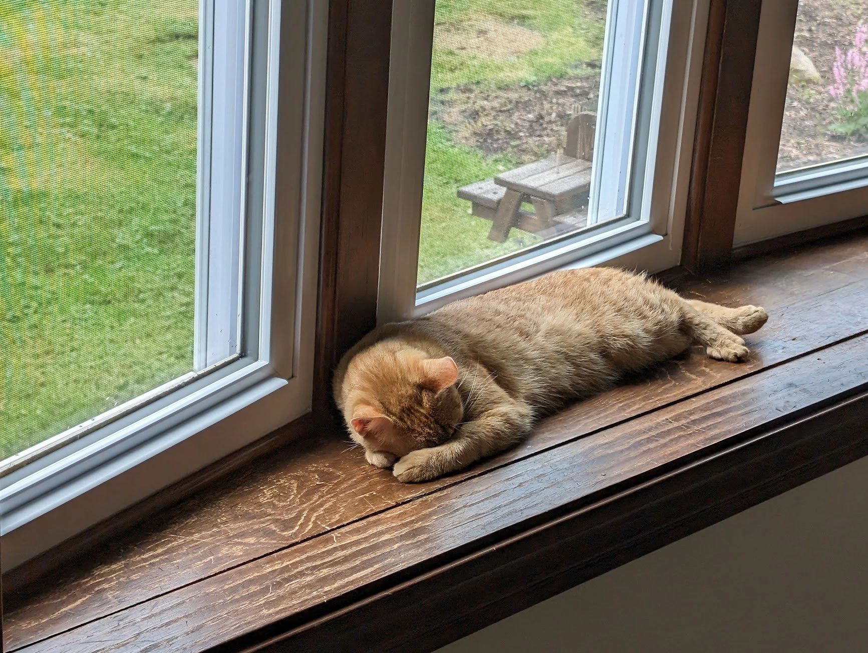 Toes sleeping on window kitchen.jpg