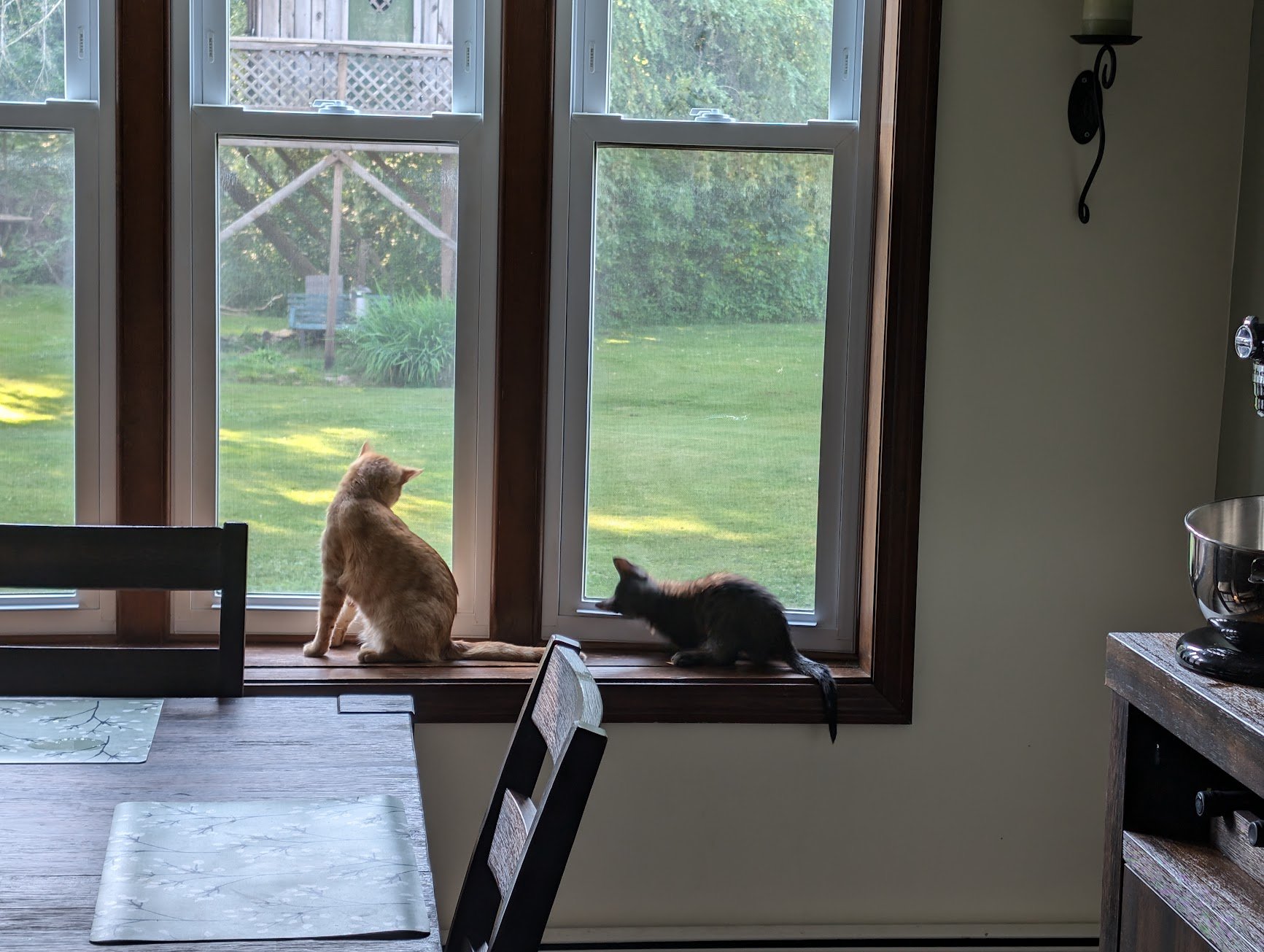 Toes and baby Pancake window ledge kitchen.jpg