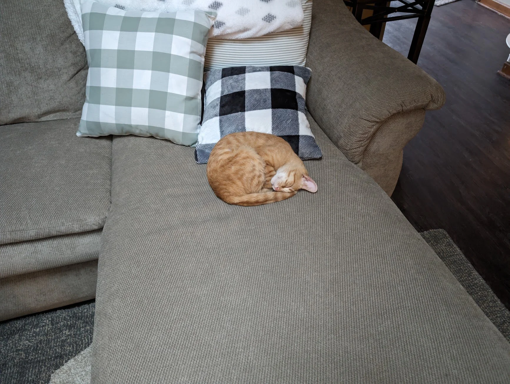 Toes sleeping on couch.jpg