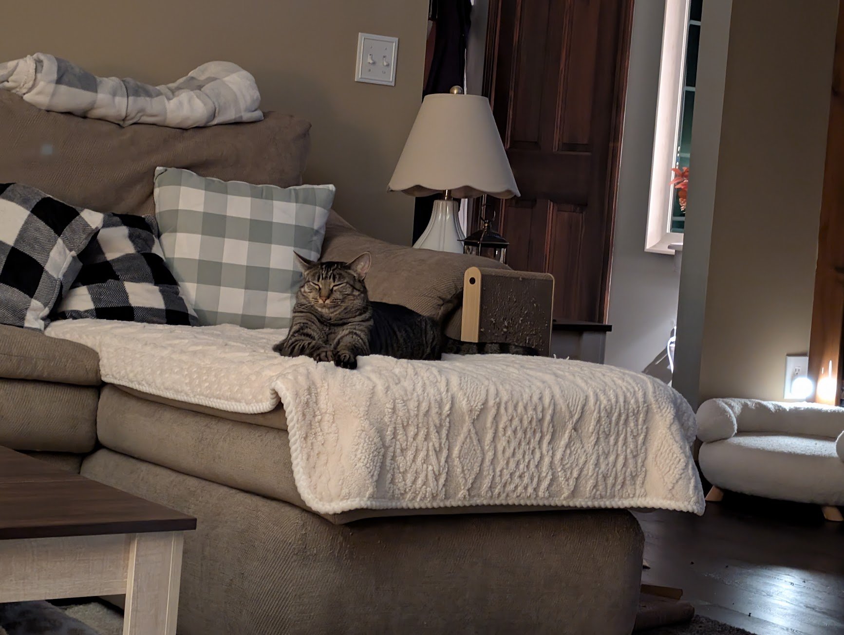 Pancake on the couch.jpg