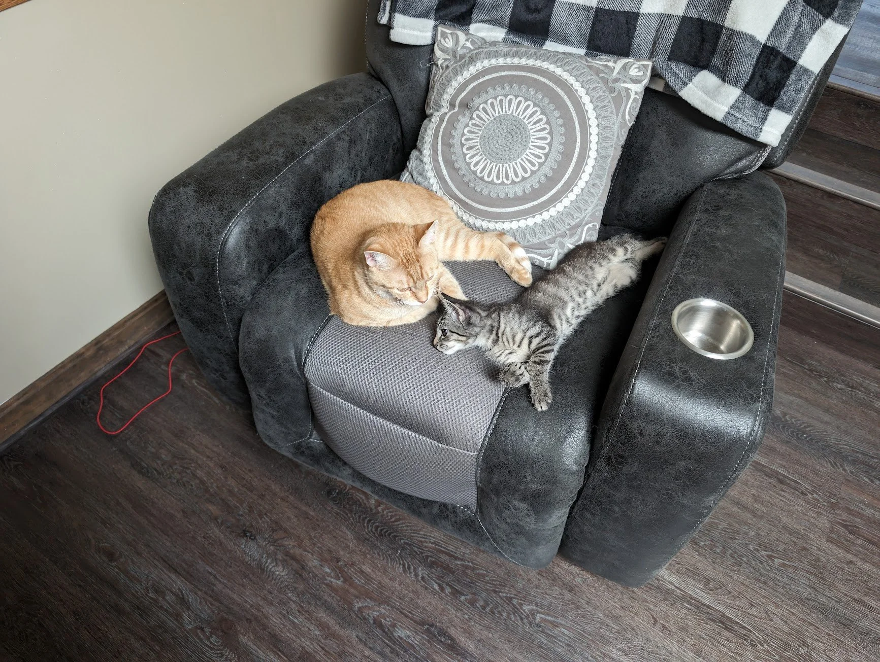 Pumpkin and Pancake on the chair.jpg