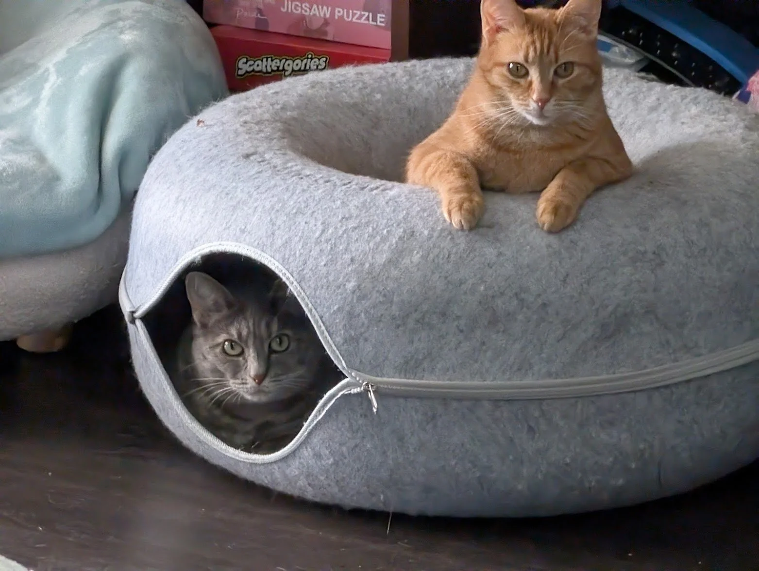 Toes and Sacha in gray bed.jpg