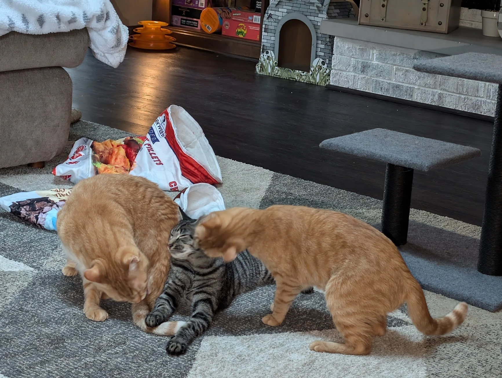 Pancake Pumpkin and Toes living room floor.jpg