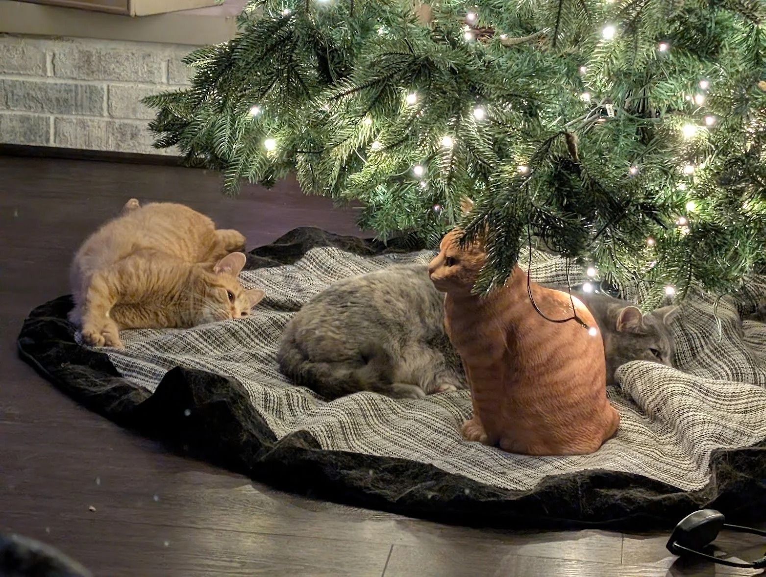 Toes under Christmas tree.jpg