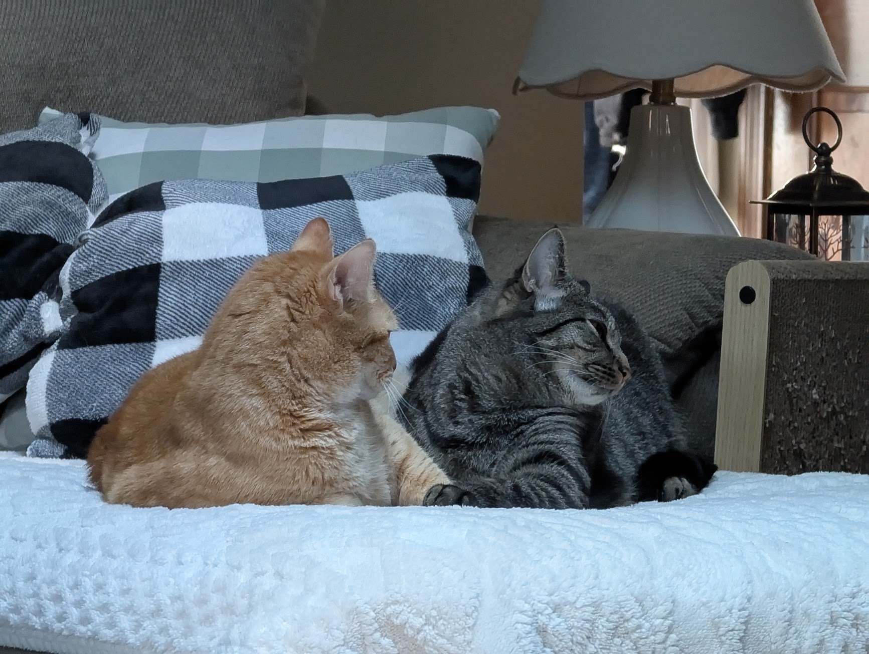 Pumpkin and Pancake on the couch.jpg