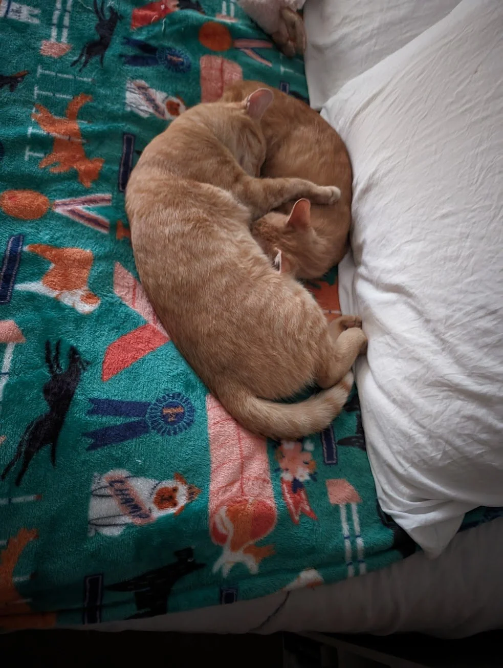 Pumpkin and Toes sleeping on the bed.jpg