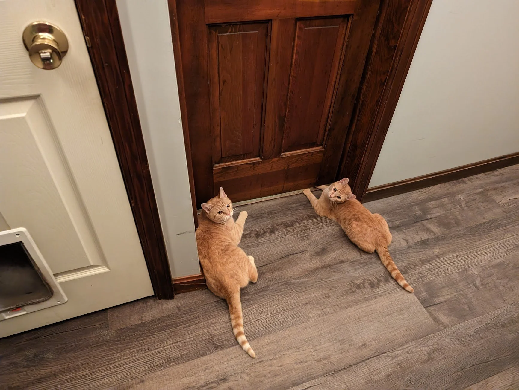 Pumpkin and Toes waiting at the door.jpg