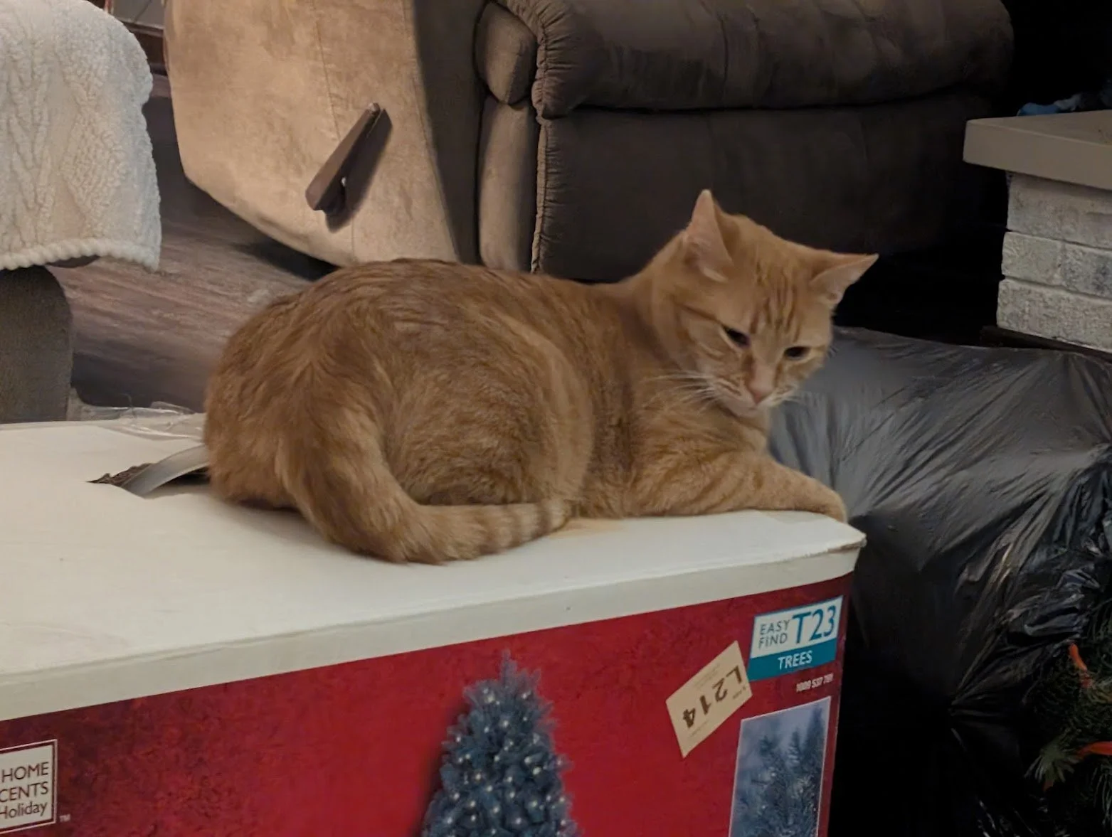 Toes on Christmas Tree box.jpg