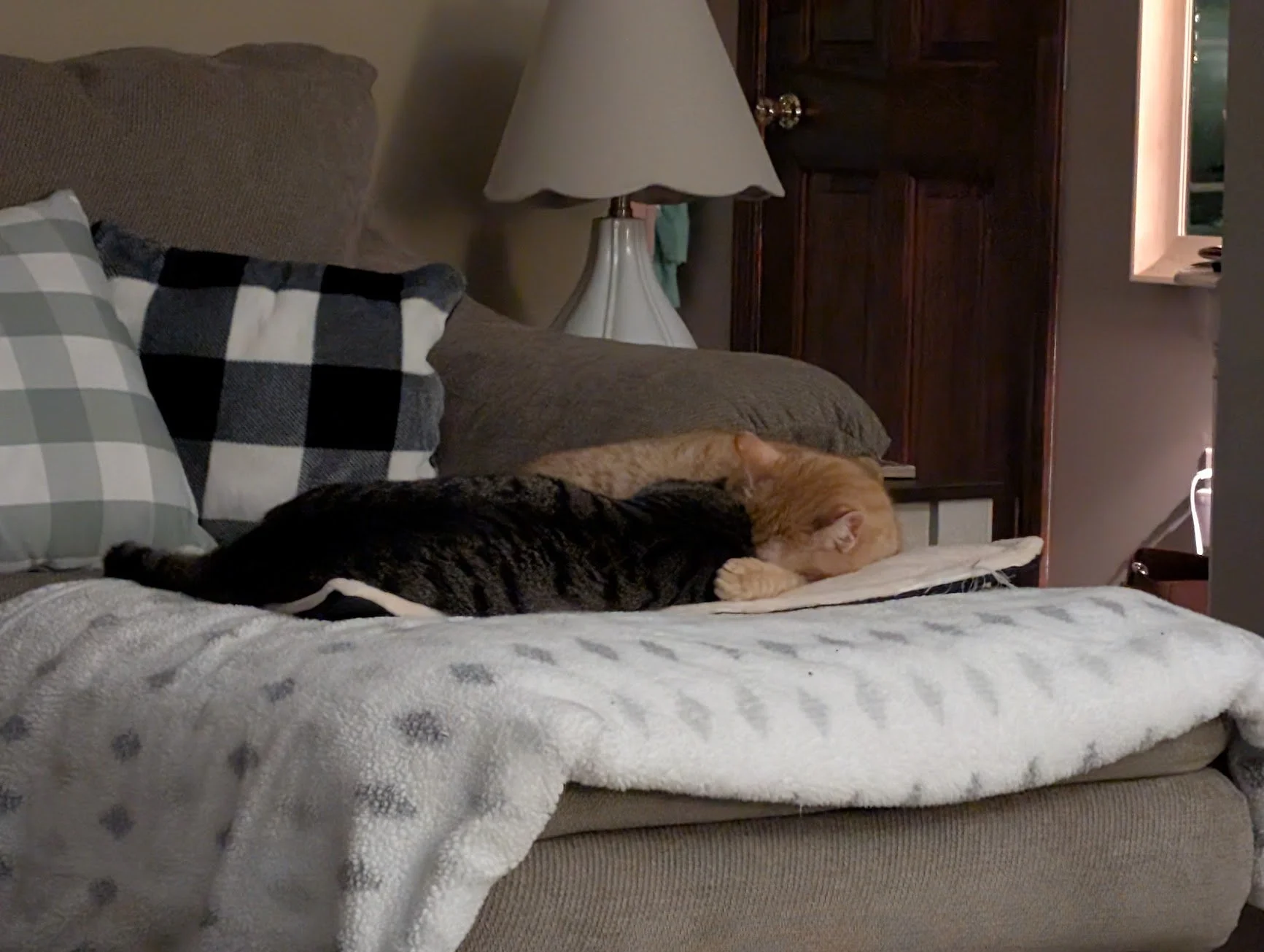Pancake and Pumpkin sleeping on couch.jpg