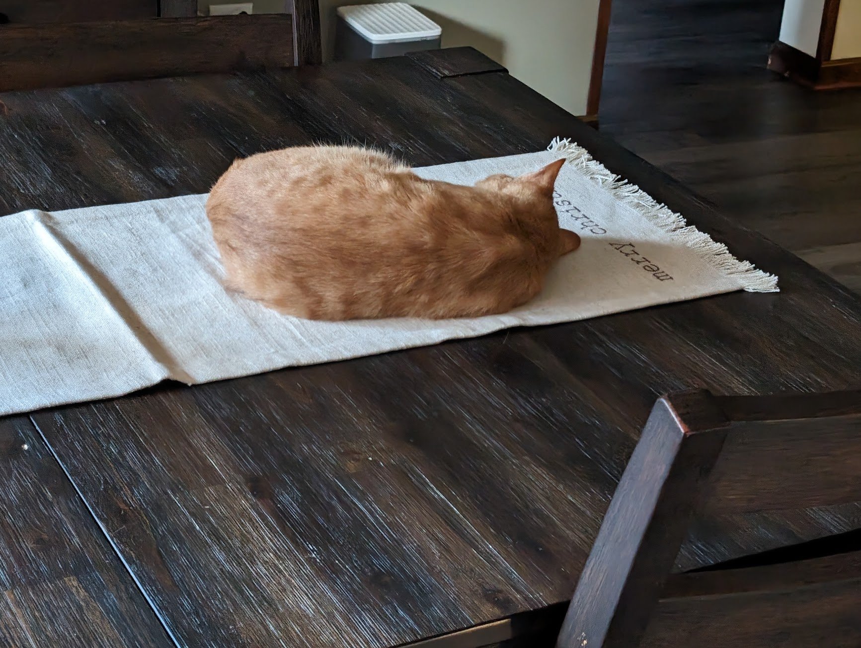 Toes sleeping on Kitchen table.jpg