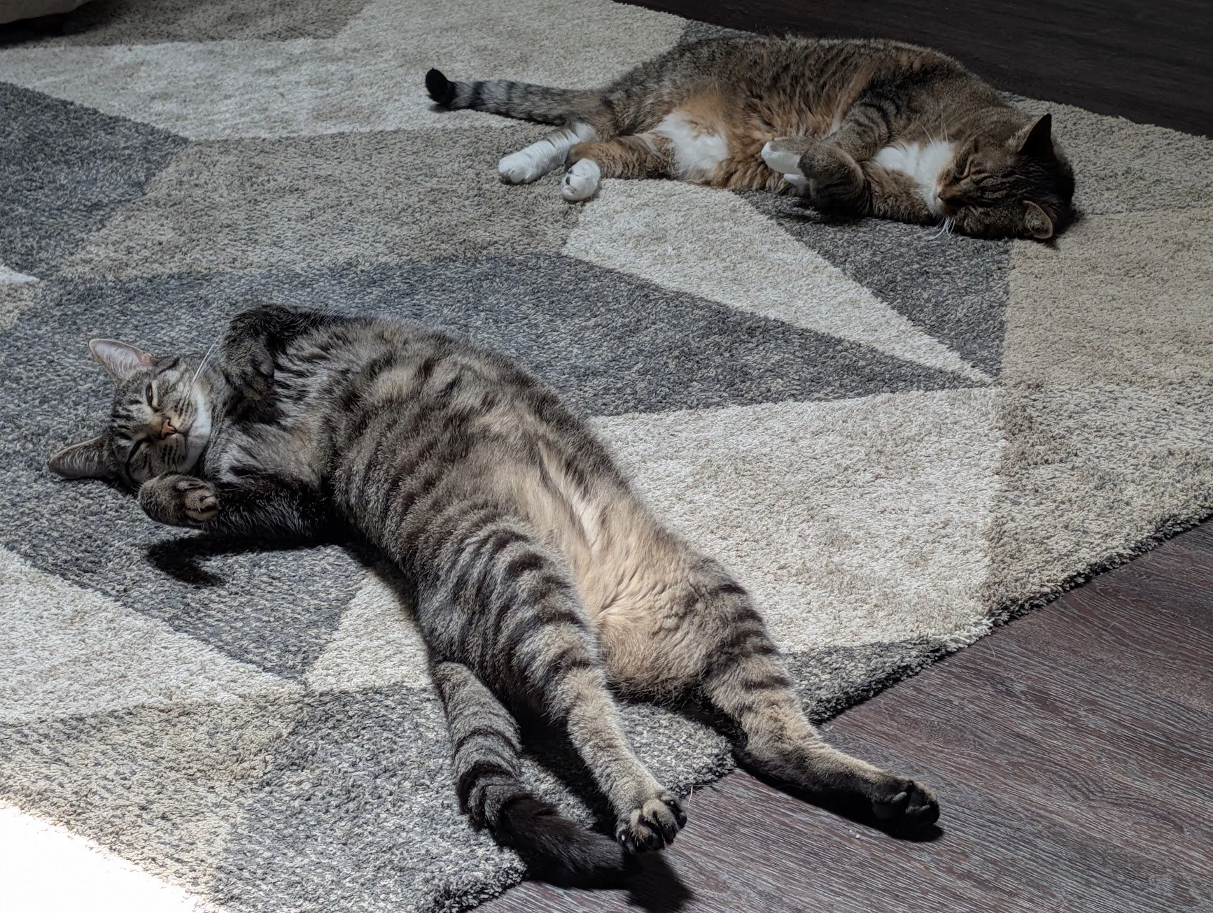 Pancake and Pepsee living room floor sleeping.jpg