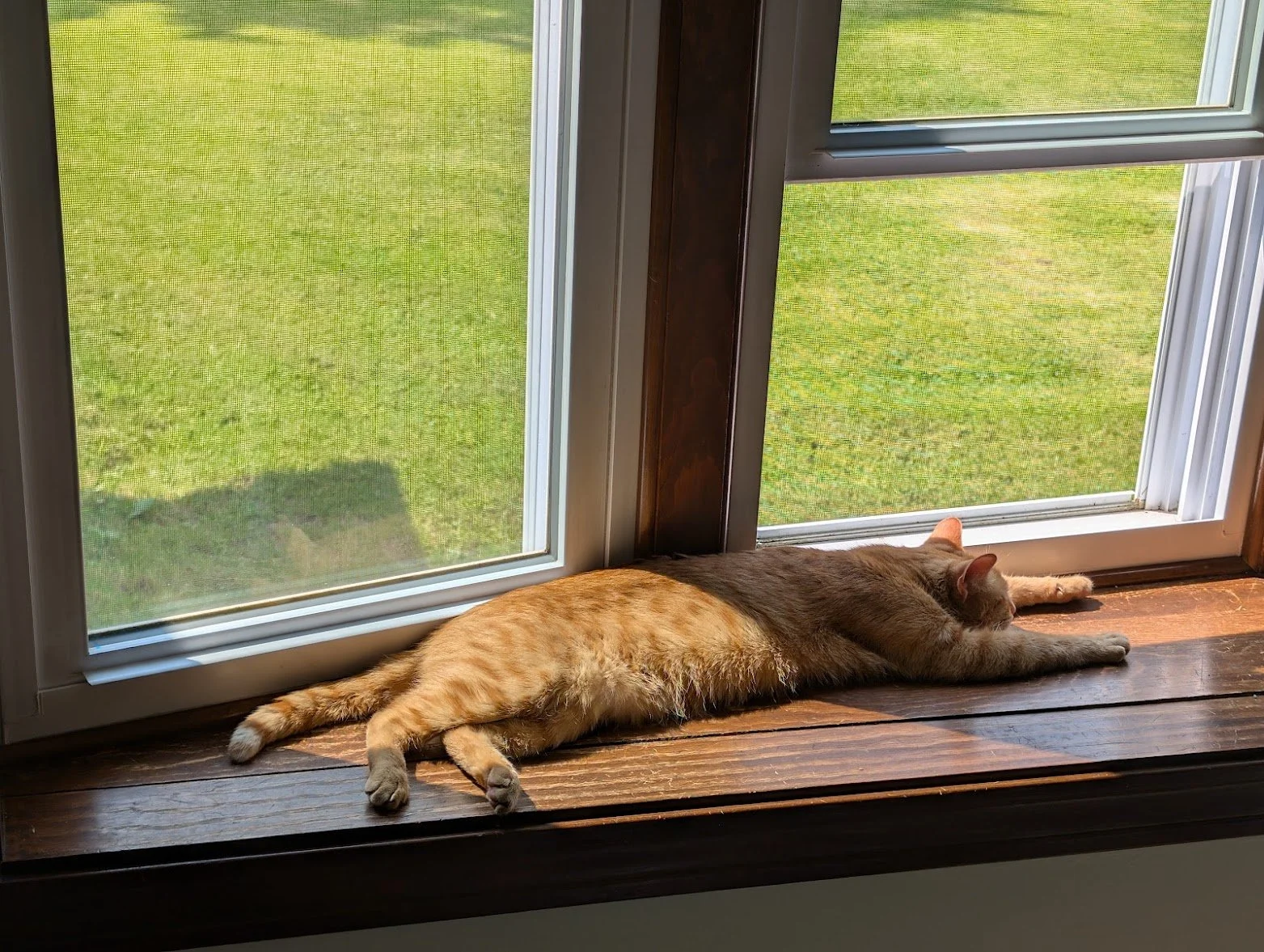 Toes laying on window kitchen.jpg