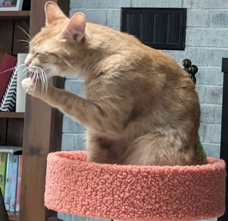Toes on Cat Tree licking paw.jpg