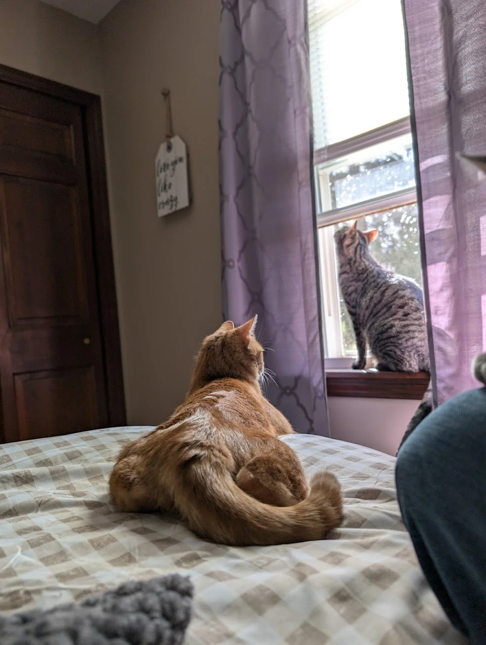 Toes on bed Pancake in window.jpg